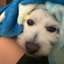 ThatOneCuteDog avatar