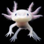axolotl12345 avatar
