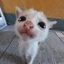 Zorphan avatar