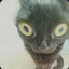 meme_cat avatar