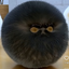 tail_blood avatar