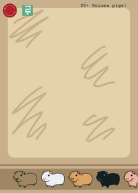 Guinea pig