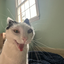 okcolin avatar