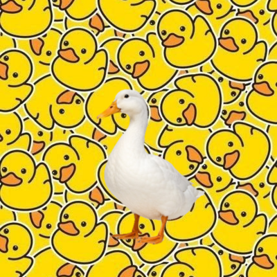 @duckie_duck