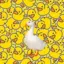 duckie_duck avatar