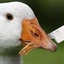 Strange_Goose avatar