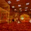 monsterdusbackrooms avatar
