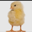 pollito17 avatar