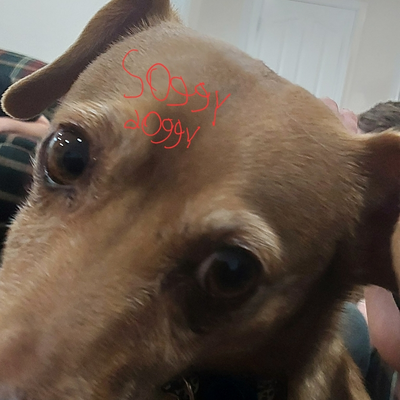@soggy_doggy_official