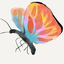 qiuimops avatar