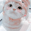 katpdvisnowacat avatar