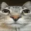 Rayshadisnothelpful avatar
