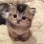 GatitoCatKitKat avatar