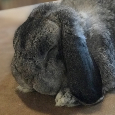 @Bunnymaster