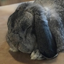 Bunnymaster avatar