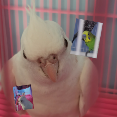 @budgey