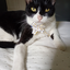 CATtuxedo avatar