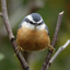 Anonborbs1000 avatar