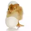 JustAChick_ avatar