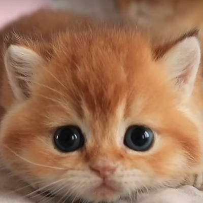@thecutewolf