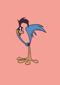 Roadrunner ragdoll