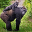 BigBlackGorrila avatar