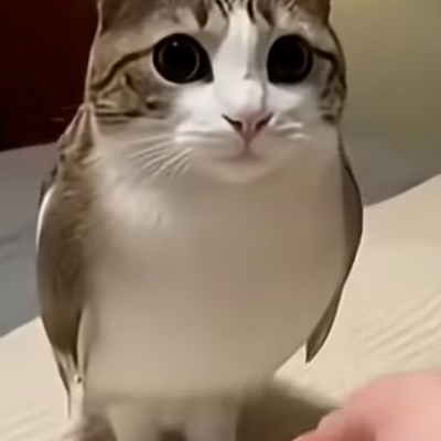 @meowl20