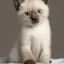 gato_xdd_games avatar