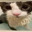 meowMEOWWW avatar
