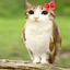 meowl_estudios avatar
