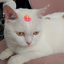 busha_official avatar