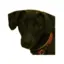 Kanke_7_the_dog avatar
