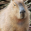 capibara_23 avatar