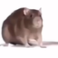 cheesetable avatar