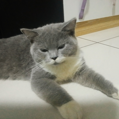 @totoro_the_cat