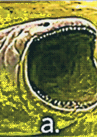 Bloop,Scp 3000,and pirhanas