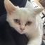 i-luv-my-kat-sm_ avatar