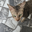 shook_my_crawls avatar