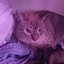 gato-verde_2 avatar