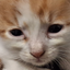 vrtvrvergbb avatar