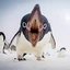 penguin_and_seal avatar