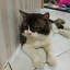 meowodoy avatar