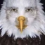 dingledoo avatar