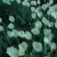 Yourlocal_Roses avatar