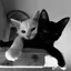 Cattelyzz avatar