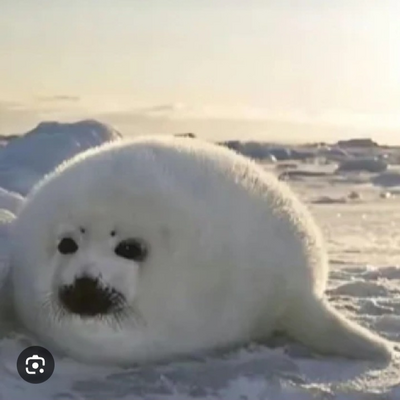 @Seal_the_peal