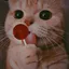 Rose-The-Cat avatar