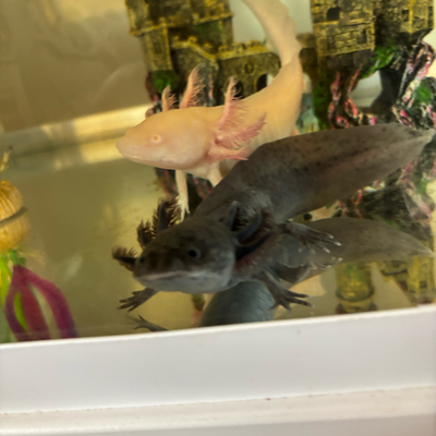 @ImOBSESSEDwithAxolotls