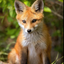 Foxy_ahhwooo avatar