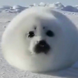 @VerySillySeal